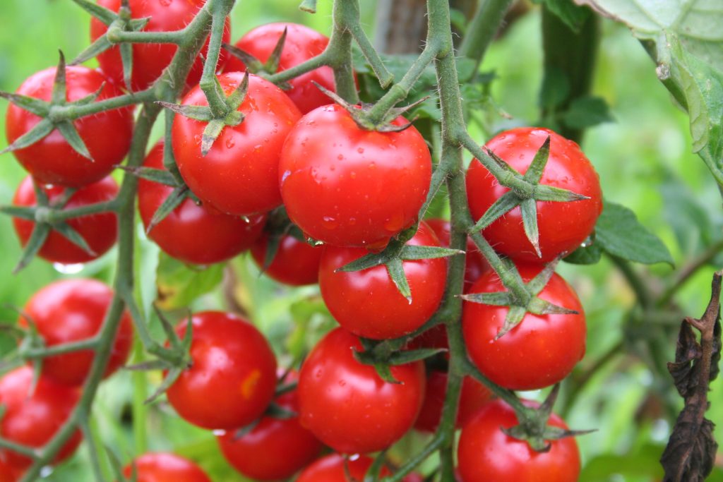 Ripe red cherry tomatoes covered by rain drops on branch in the vegetable garden. Tomato plant on summer